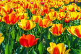 Fototapeta Tulipany - tulips in flower garden Kukenhof park, Holland, Netherlands