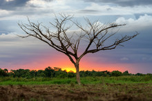 Tree Dead With Sunset