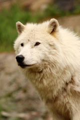 Wall Mural - arctic wolf in the summer
