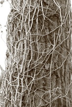 Dry Ivy Around A Tree In Black And White