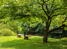 Park Bench Under Flowering Dogwood Tree