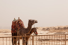Camel And Mule Or Horse For Tourists By Pyramids