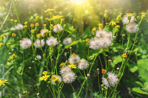 Naklejka na kafelki sunny field of summer flowers