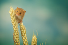 Little Harvest Mouse On Wheat