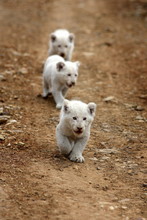 Three Very Young Baby White Lion Walks Towards The Camera.