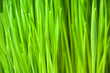 Wheatgrass food supplement
