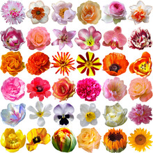 Big Selection Of Various Flowers Isolated On White Background