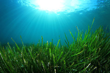 Underwater Background Of Green Sea Grass And Blue Water