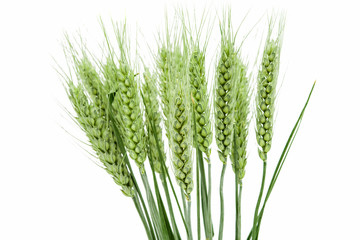 Poster - green ears of wheat