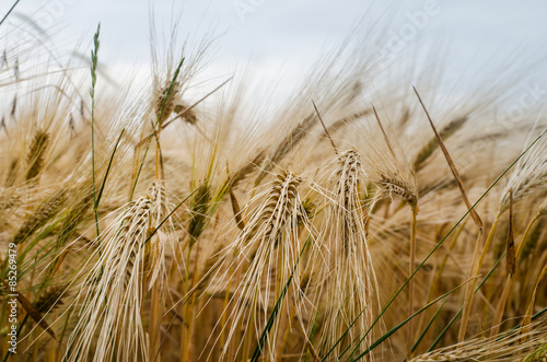 Nowoczesny obraz na płótnie wheat field detail