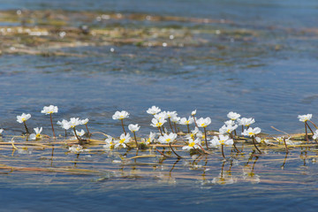 Wall Mural - White flowers in water