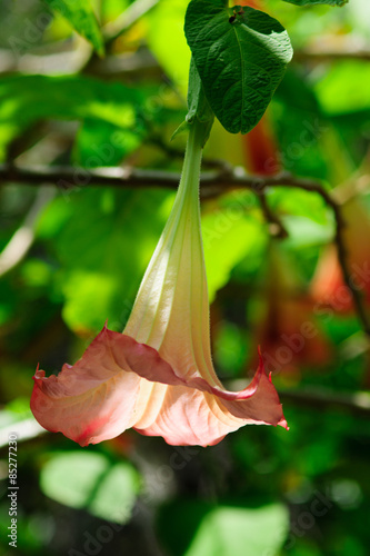 Fiore Campanella Rosa Foglie Sfondo Cielo Azzurro Buy This Stock Photo And Explore Similar Images At Adobe Stock Adobe Stock