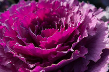 Rosette Of Purple Ornamental Cabbage