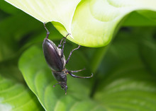 Female Stag Beetle (Lucanus Cervus)