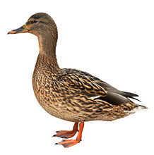 Female Mallard With Clipping Path, Standing In Front Of White