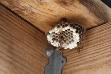 A close up view of a hornet's nest with yellow jackets and larva. 