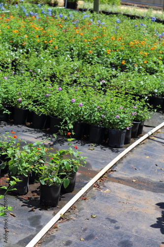 A Plant Nursery Growing Different Types Of Plants Like Plumbago Lantana Salvia And Annuals Buy This Stock Photo And Explore Similar Images At Adobe Stock Adobe Stock