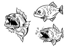 Angry Piranha Fishes With Sharp Teeth