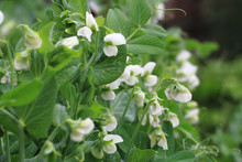 Pea Plant With Flowers Background