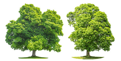 green maple tree isolated on white background