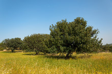 View Of An Carob Tree Orchard In A Field Cyprus