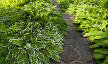 Stone Stairs Within Green Leaves Of Hosta