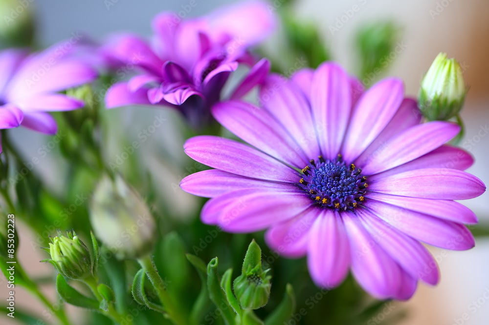beautiful purple daisies - obrazy, fototapety, plakaty 