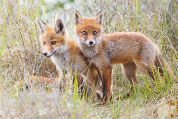 Poster - two red fox cubs
