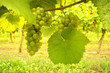 Golden Vineyard with tasty grapes