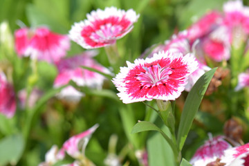 Wall Mural - Dianthus Chinensis Flowers