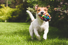 Terrier Playing With A Colourful Ball