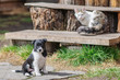 Small puppy and kitten on a wooden ladder in a village yard