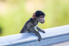 Baby Baboon Climbing On A Road Barrier In The Kruger National Park