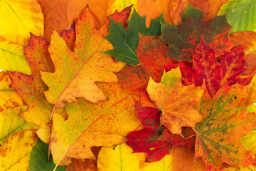 Wall Mural - colorful background made of fallen autumn leaves