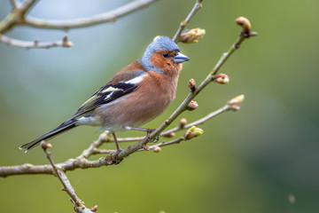 Canvas Print - Chaffinch on a branch