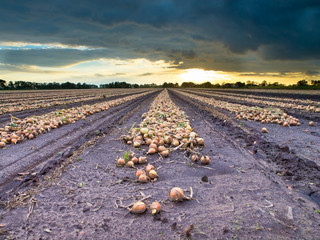 Sticker - Harvested Onion Bulbs during sunset