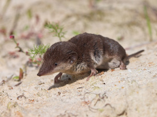 Canvas Print - Bicolored White-toothed Shrew