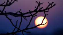 Bare Branches In Front Of Sunset