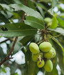 Mangoes on Tree 