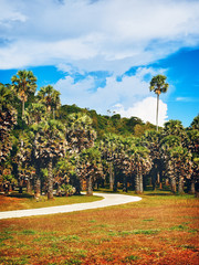 Wall Mural - Jungle Park