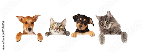 Cuadros en Lienzo Dogs and Cats Hanging Over White Banner