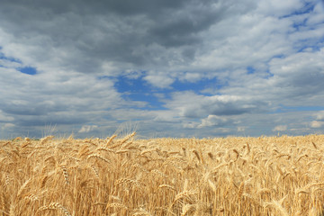 Sticker - Wheat field against a blue sky