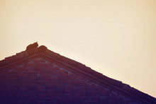 Silhouette Of Cat Lying On Roof Top At Sunset