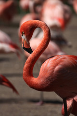 Sticker - Caribbean flamingo (Phoenicopterus ruber)