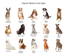 Collection Of Popular Medium Size Dogs