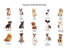 Collection Of Popular Small Breed Dogs