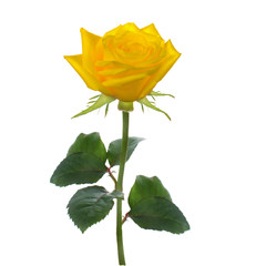 Wall Mural - single beautiful  yellow rose