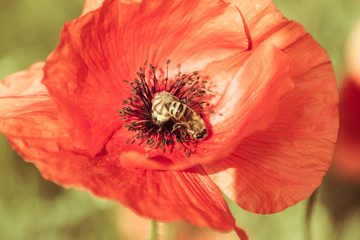 Obraz na płótnie wild red poppy flower on green meadow