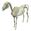 Horse Skeleton - Horse Equus Anatomy - isolated on white