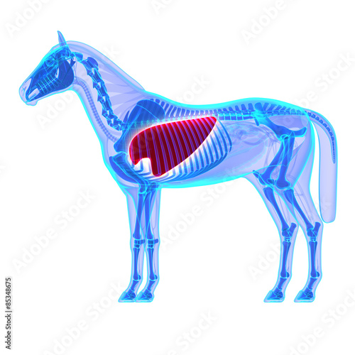 Naklejka na szybę Horse Lungs - Horse Equus Anatomy - isolated on white